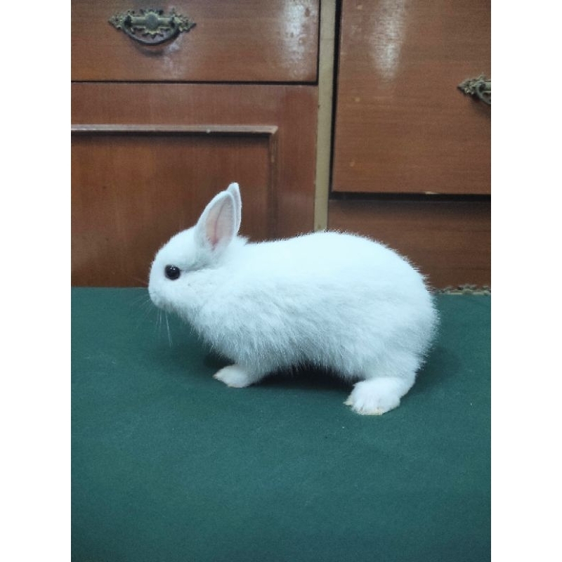 Kelinci Netherlands Dwarf