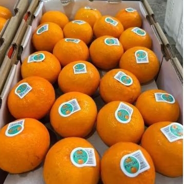 

Buah Jeruk Wokam Dus Unifresh Jual Per 1 Dus karton