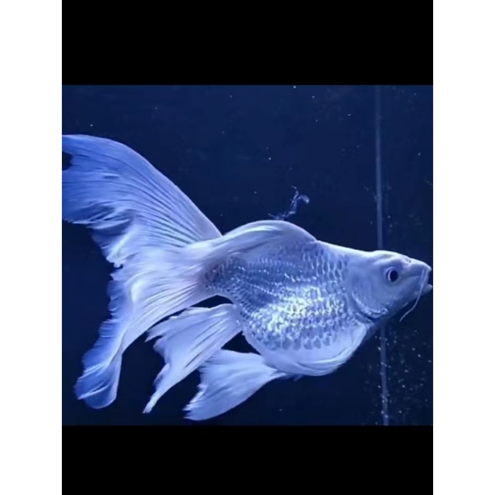 Ikan Butterfly Koi Short Body Huidelong Platinum 4 cm