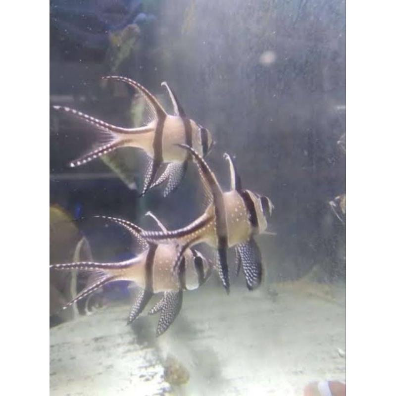ikan hias laut capung ambon