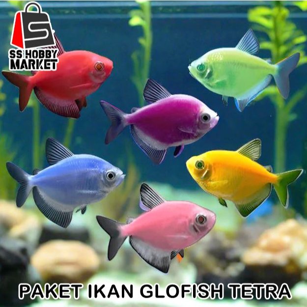 Paket Ikan Hias Glofish Glo fish Glowfish Khusus Pengiriman Instant Bandung