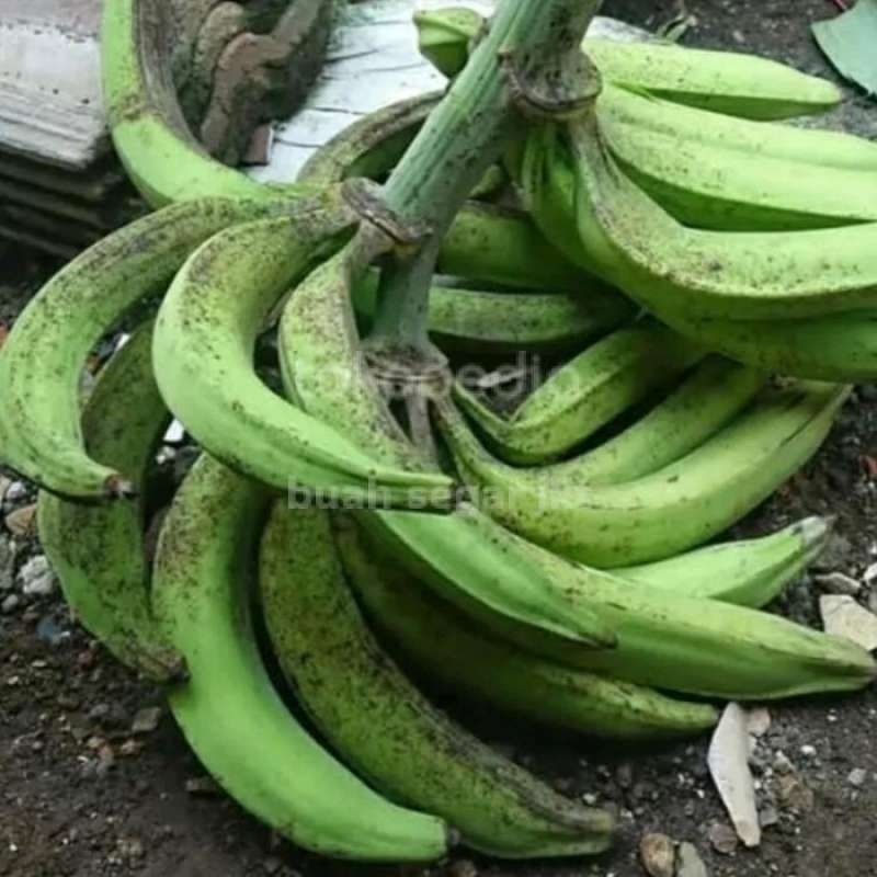 

pisang tanduk sukabumi ready ya di jual per kg 9k