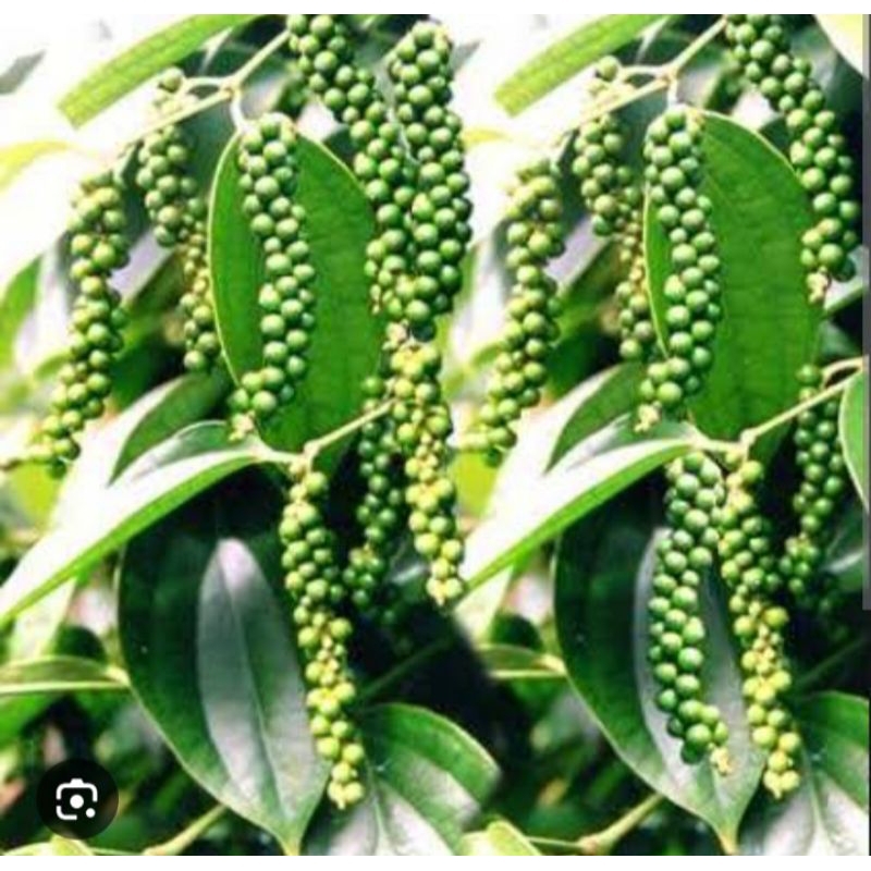

Jual Buah lada segar,Buah merica fres 100gram