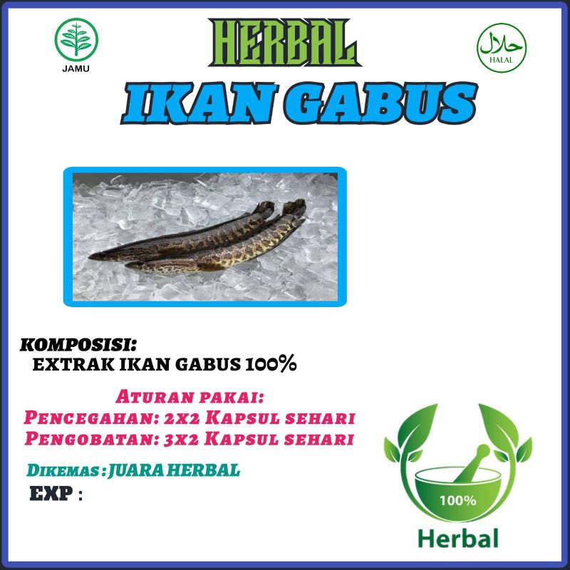 kapsul ekstrak ikan gabus pasca operasi isi 100