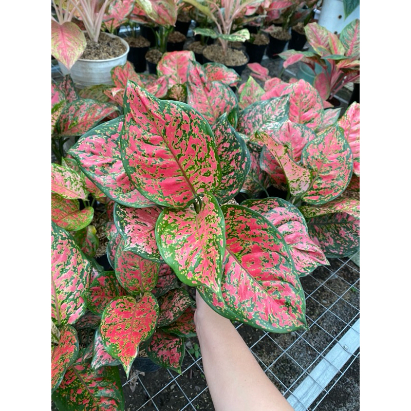 Aglaonema DUD ANJAMANI