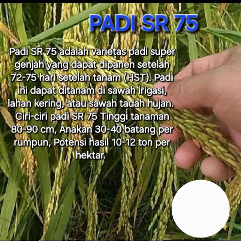 BENIH BIBIT PADI SR 75 HST UNGGUL kemasan 5KG