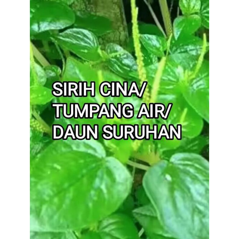 

daun sirih cina/daun tumpang air segar 1kg