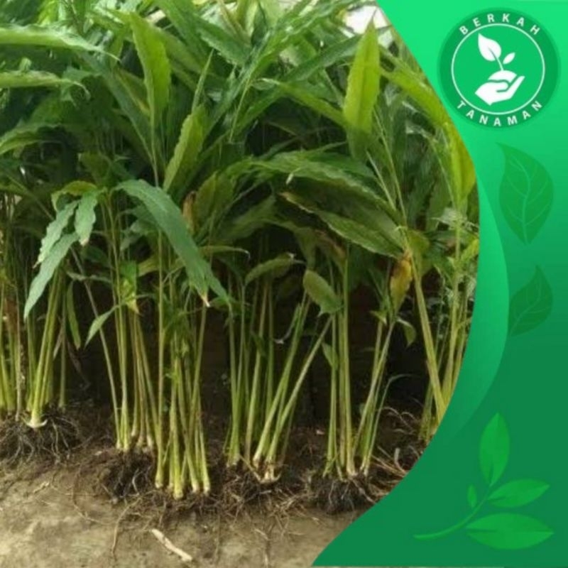Bibit Kapulaga India Super Siap Tanam