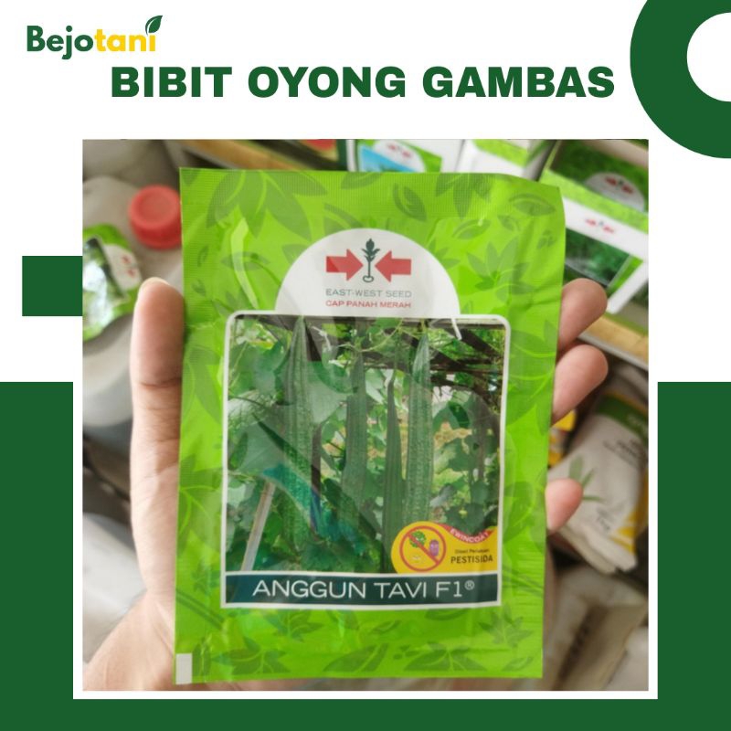 Benih Bibit Oyong Gambas Anggun Tavi F1