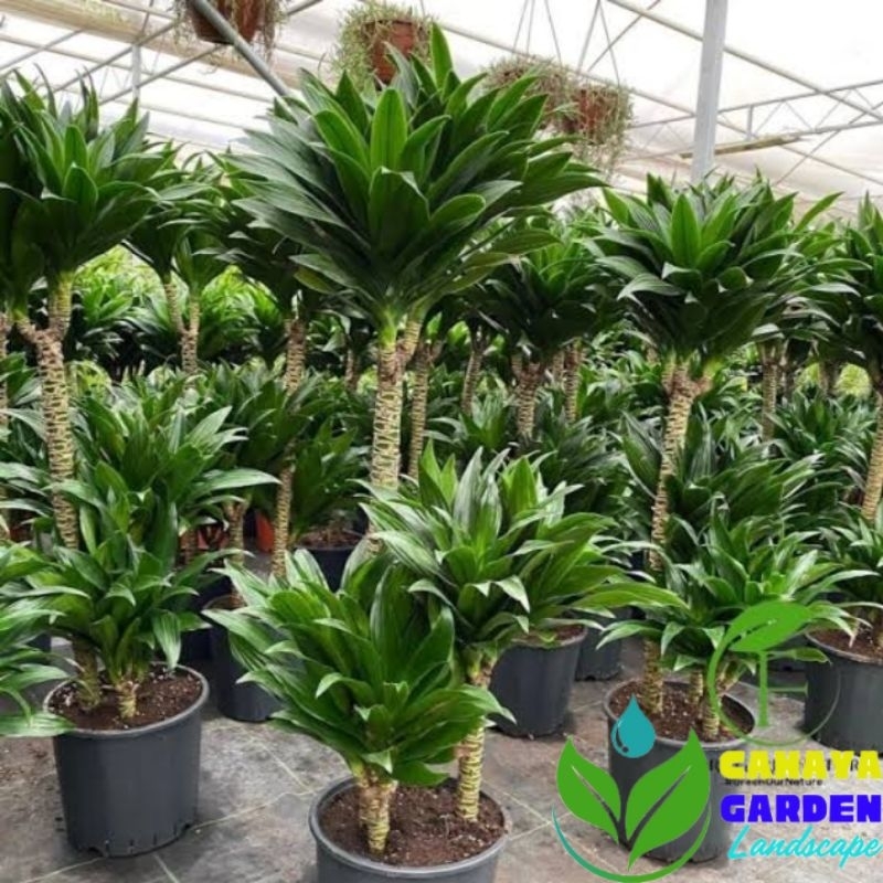 (BISA COD)PAKET 3 Tanaman Hias Dracaena Compacta / Janet Craig