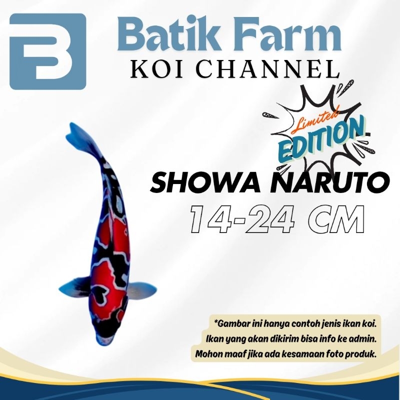 Showa Naruto Doitsu 14-24 cm - Showa Naruto - Showa Doitsu - Limited Edition - Koi Blitar - Ikan Koi