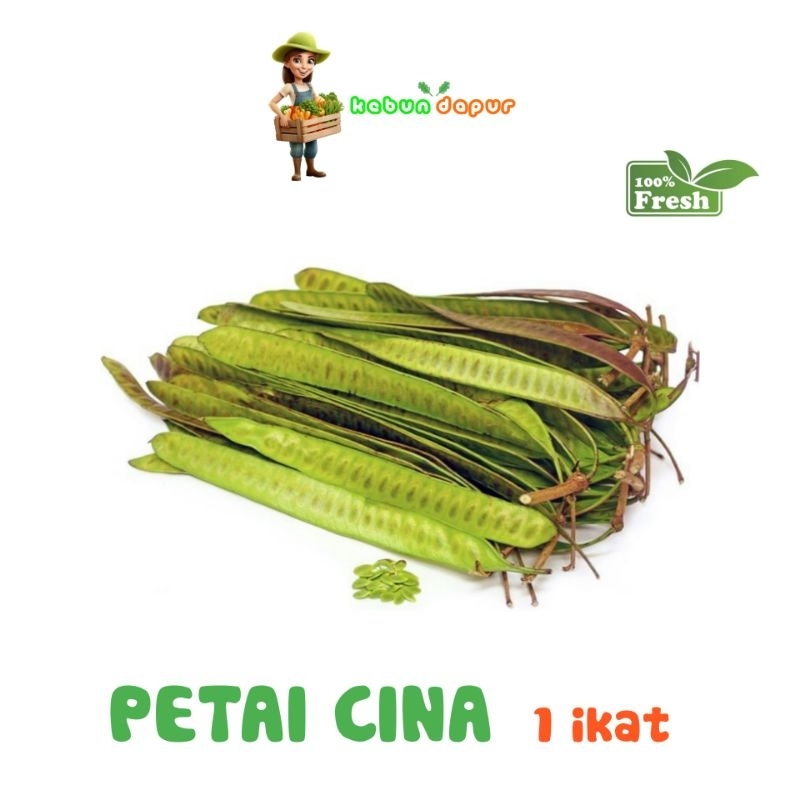 

PETAI CINA FRESH Harga per 1 ikat -Kebun Dapur-