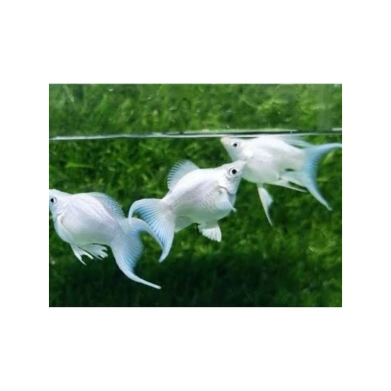 Molly balon platinum cawang (Indukan)