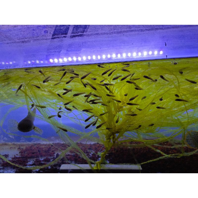 LIMBATA PAIR /PAIR PROVEN 12-14 CM.GARANSI.