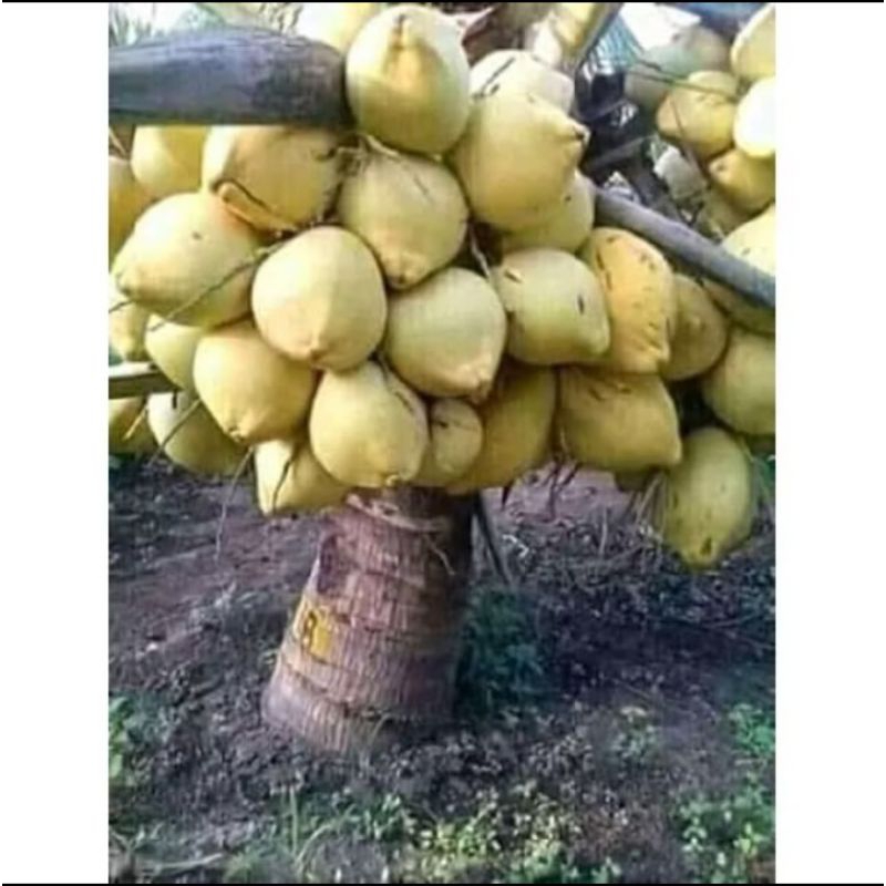 

jual kelapa muda gading kuning