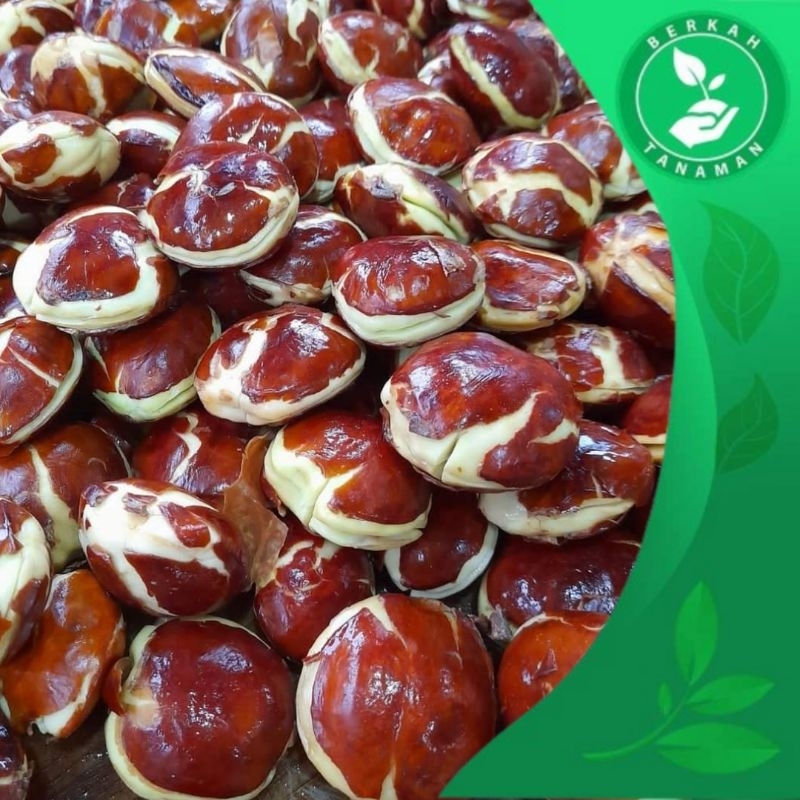 

Jengkol Tua Super Pulen 1kg Murah