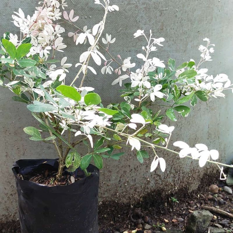 paket 4 tanaman asem londo/ tanaman hias asem londo