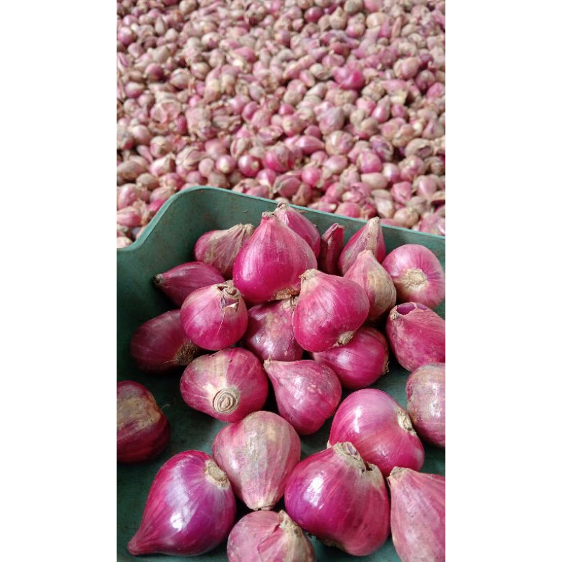

bawang merah super jumbo A1 1kg