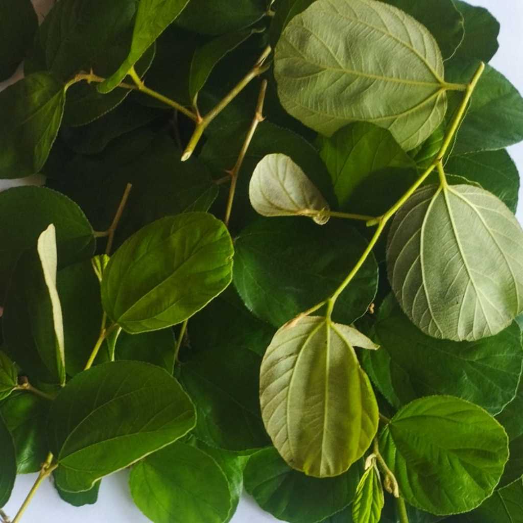 

Daun Bidara Fresh (150 Lembar) dipetik saat Ada Pesanan