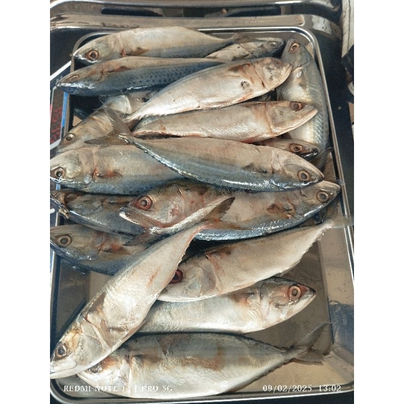 

Ikan kembung banjar ukuran sedang fresh frozen