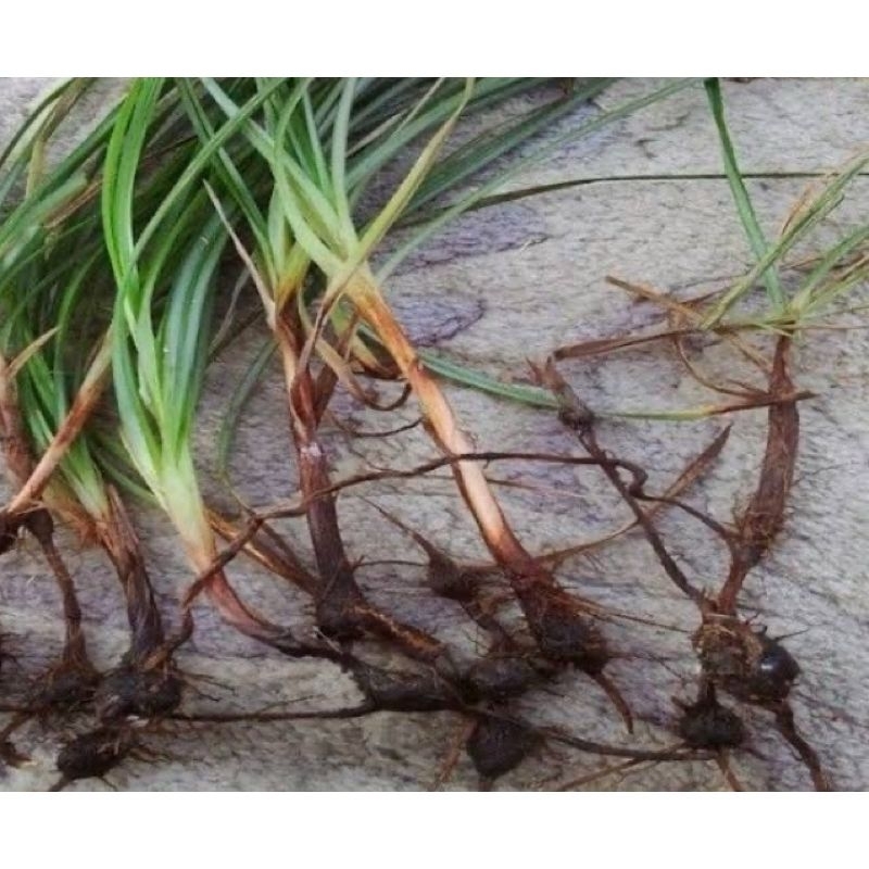 

Umbi rumput teki 100gram