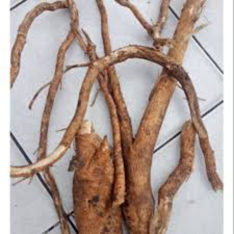 

terlaris jual akar Pete cina pres srgar 1kg