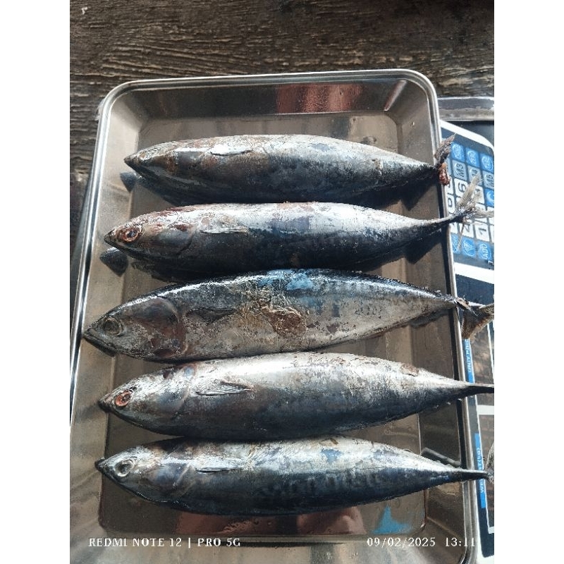 

Ikan laut segar tongkol fresh frozen plbhnratu per 1kg