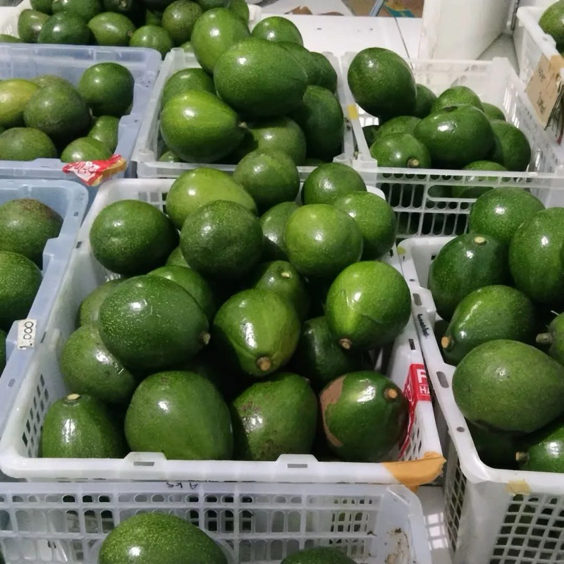 

Paket 2 kg Alpukat Mentega Reguler isi 11 buah BerGaransi