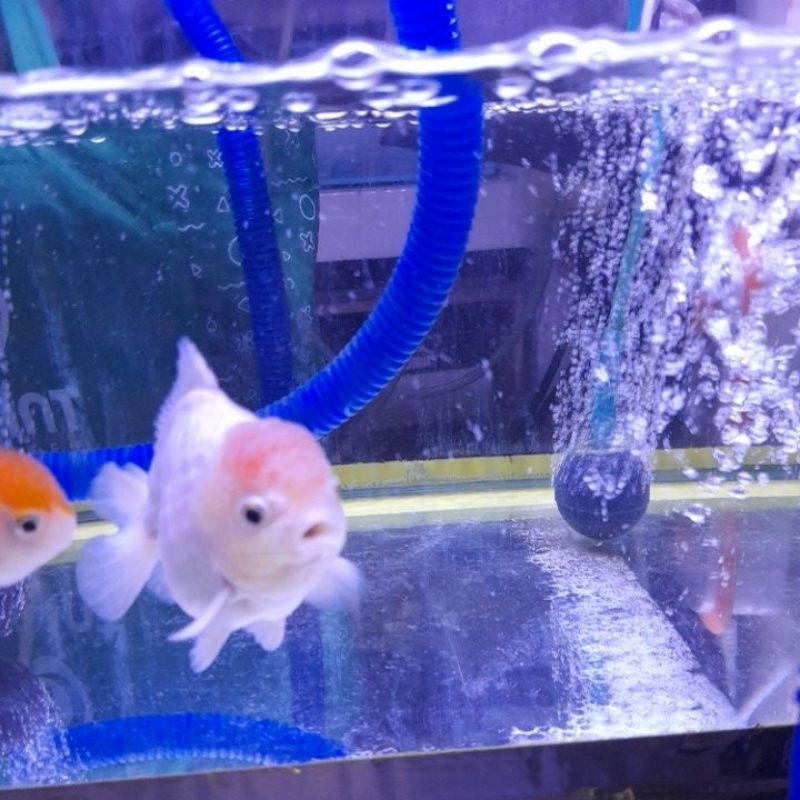 ikan oranda RW shortbody