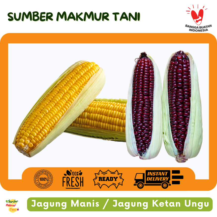 

Jagung Ketan / Jagung manis / Jagung Putih Ungu Full Ungu – Pulen, Manis Alami, Cocok untuk Kolak, Bubur, dan Olahan Tradisional!