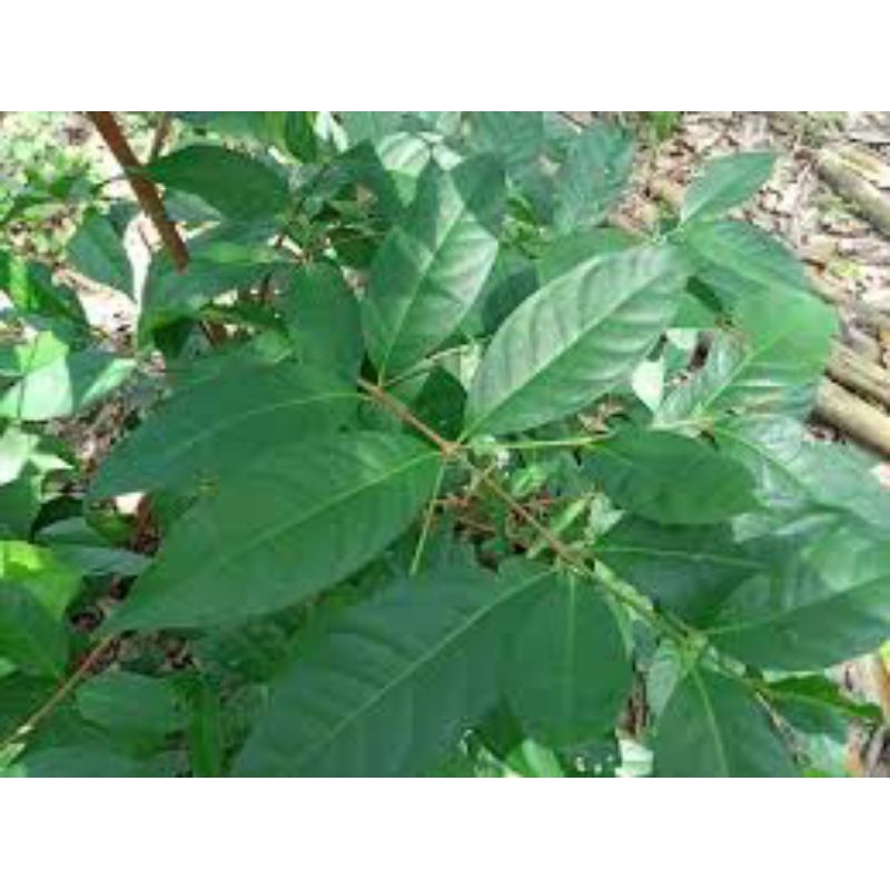 

250 gram daun salam freshh dadakan