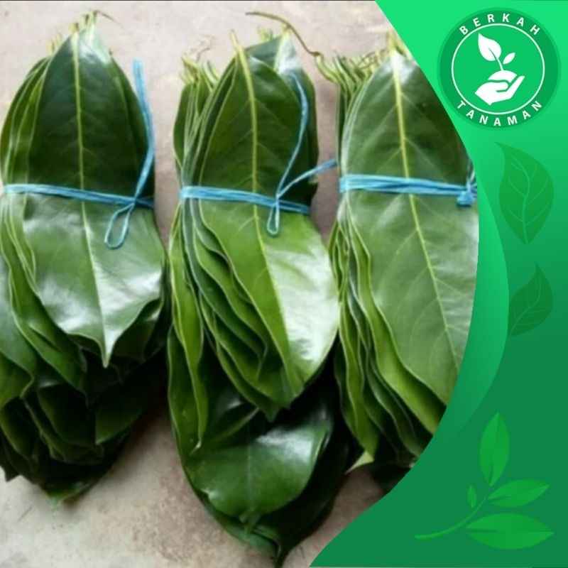 

Daun Sirsak Fresh per 50 Lembar