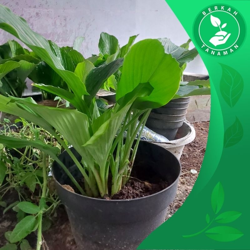 Bibit Temu Hitam / Temu Ireng Asli Siap Tanam
