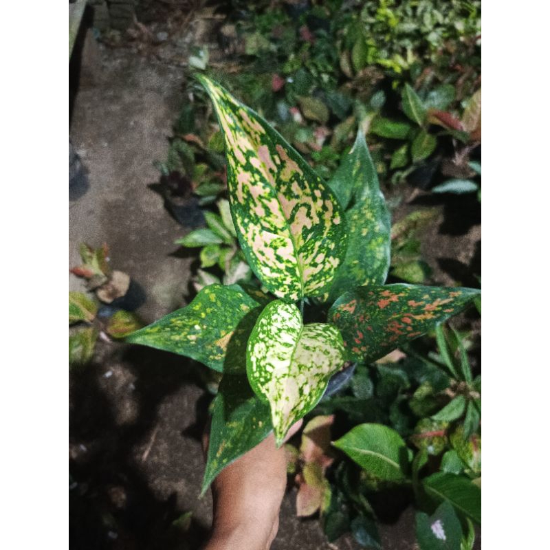 aglaonema Ruby batik Garuda