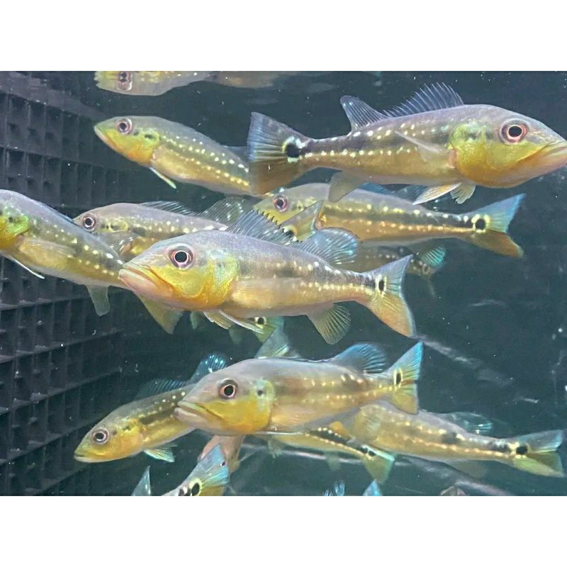 Pbass Xingu size 10-11cm Realsize bergaransi COD pbass orinoco pbass pinima pbass Blue azul