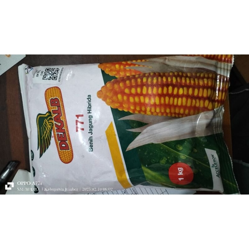 Benih Jagung DK 771