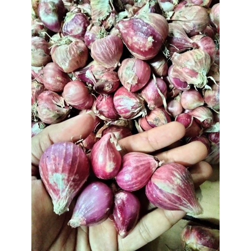 

BAWANG MERAH SUPER DOR
