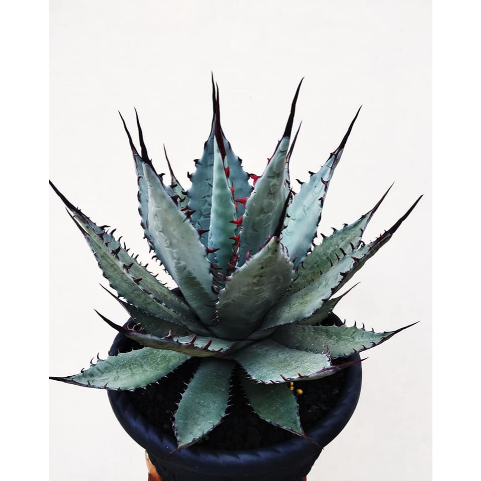 Agave Palmeri 'Katsugen no maiougi' Motherplant