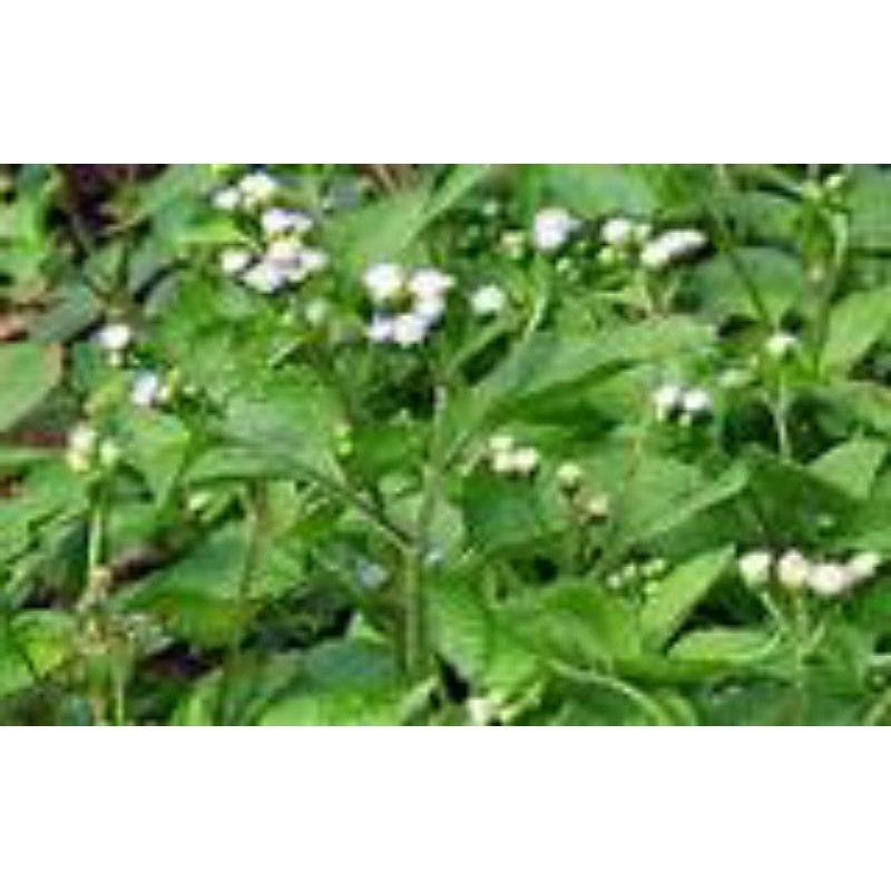 

daun bandotan/babandotan segar 100g