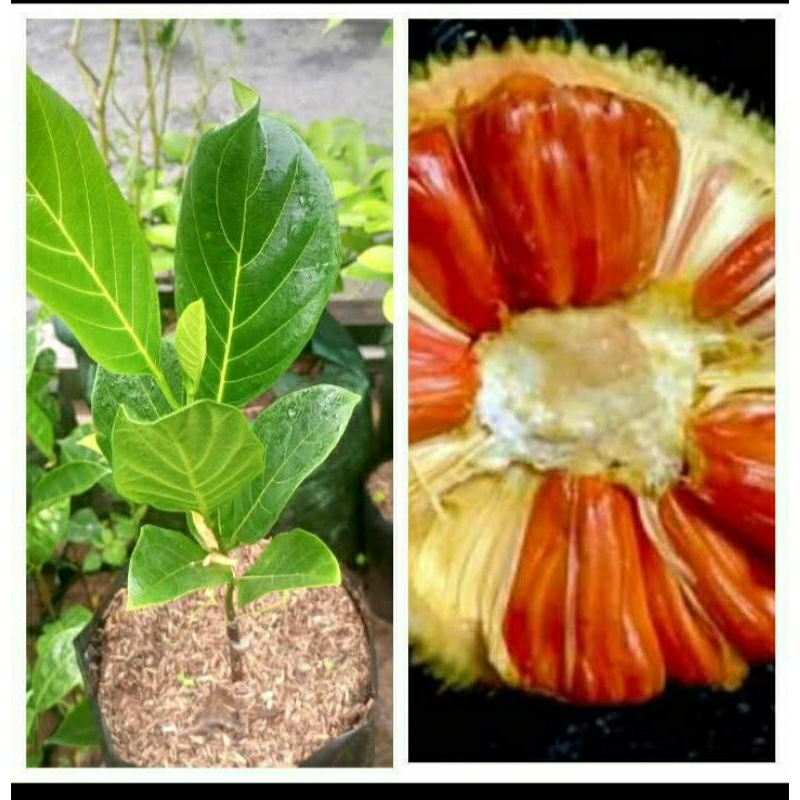 Bibit Nangka MERAH hasil sambung susu bukan biji 2 tahun berbuah