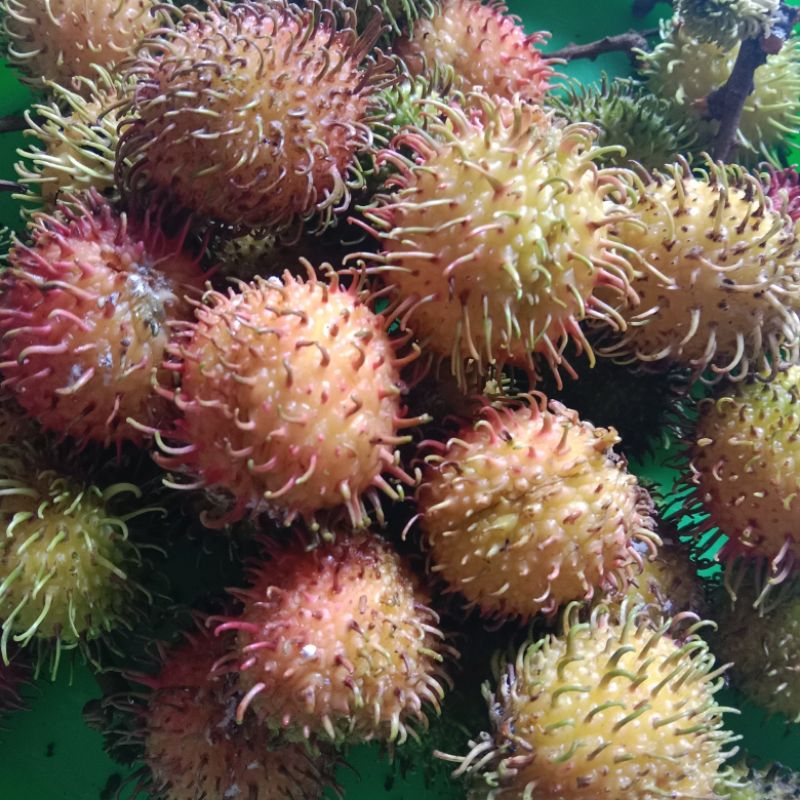 

[fresh baru petik] buah rambutan Rapiah manis