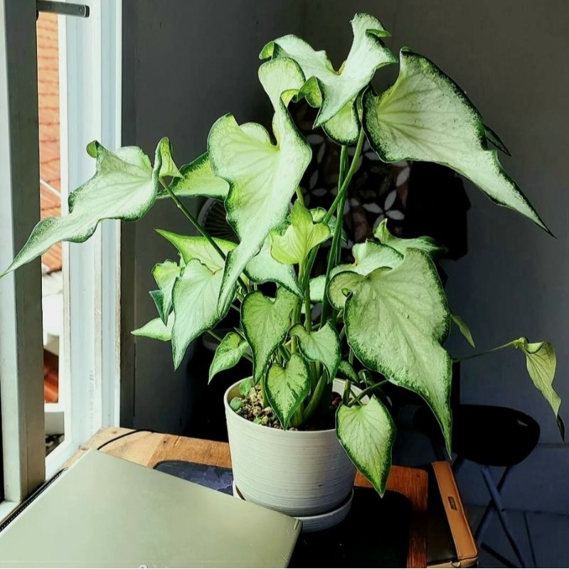 keladi white knaight | keladi keris putih | Tamaman hias keladi white knaight murah meriah(bisa baya