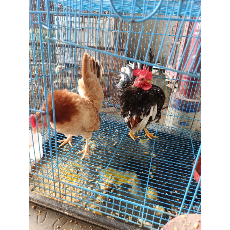 anak ayam Serama / sepasang cerama mini /ayam hias