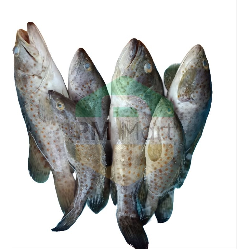

Ikan Kerapu Segar 500 Gram