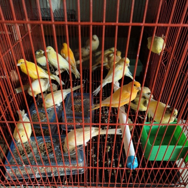 Kenari Bahan AFS Paud & Gacoran Jantan Warna Kuning / Bon / Orange