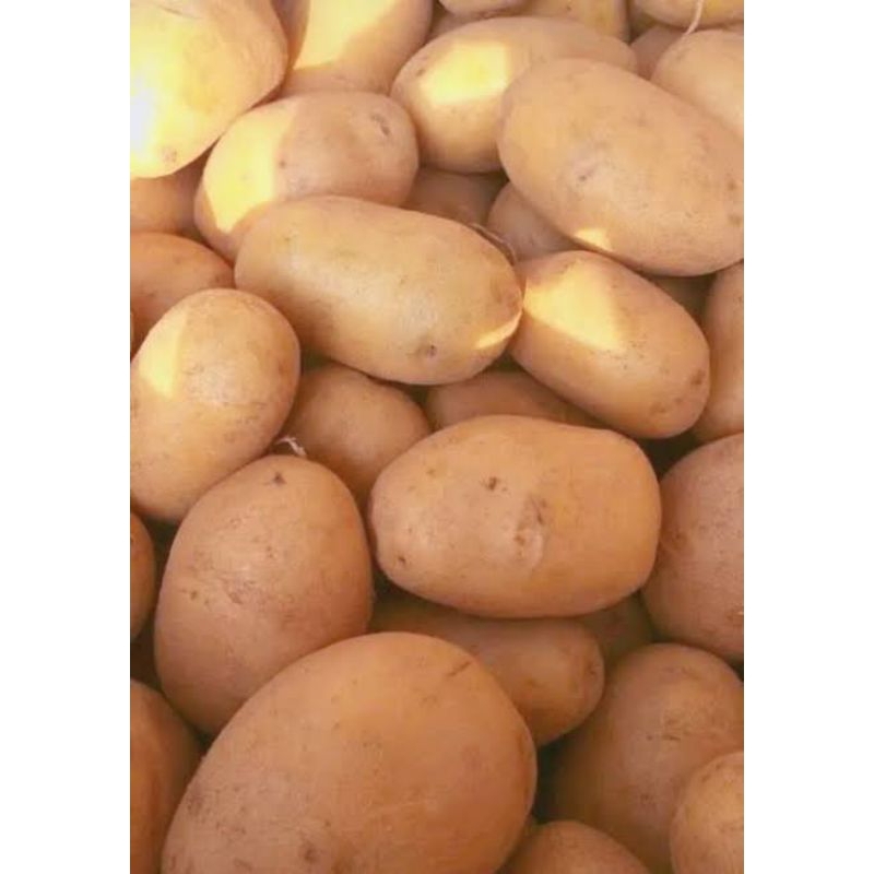 

Kentang kuning/kentang Dieng 1kg