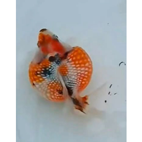 KOKI MAS KOKI MUTIARA MUTIK