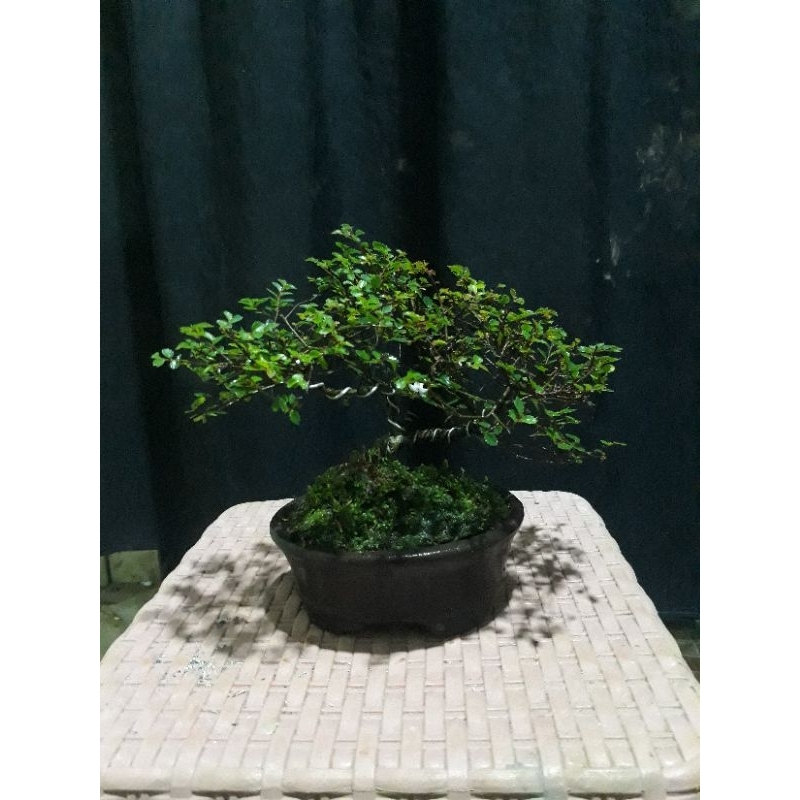 [ TERMURAH ] bonsai mame Ulmus micro tinggal pajang  sudah di pasang lumut udah ada gerak dasarnya (