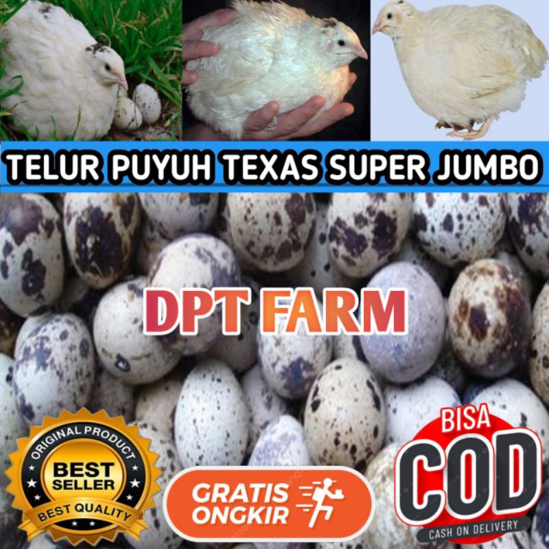 

TELUR PUYUH TEXAS ORI UNTUK DI TETASKAN ( per butir )