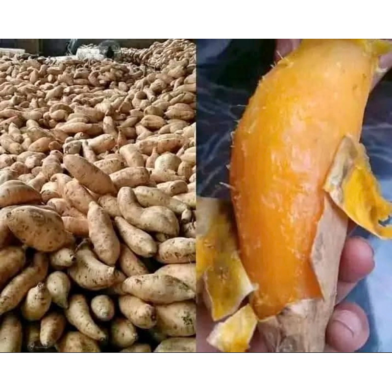 

UBI MADU CILEMBU MANIS (MENTAH)